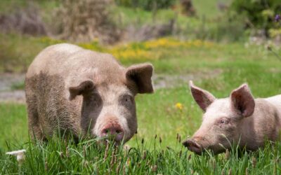 Buone pratiche di benessere animale nell’allevamento del suino secondo metodo biologico